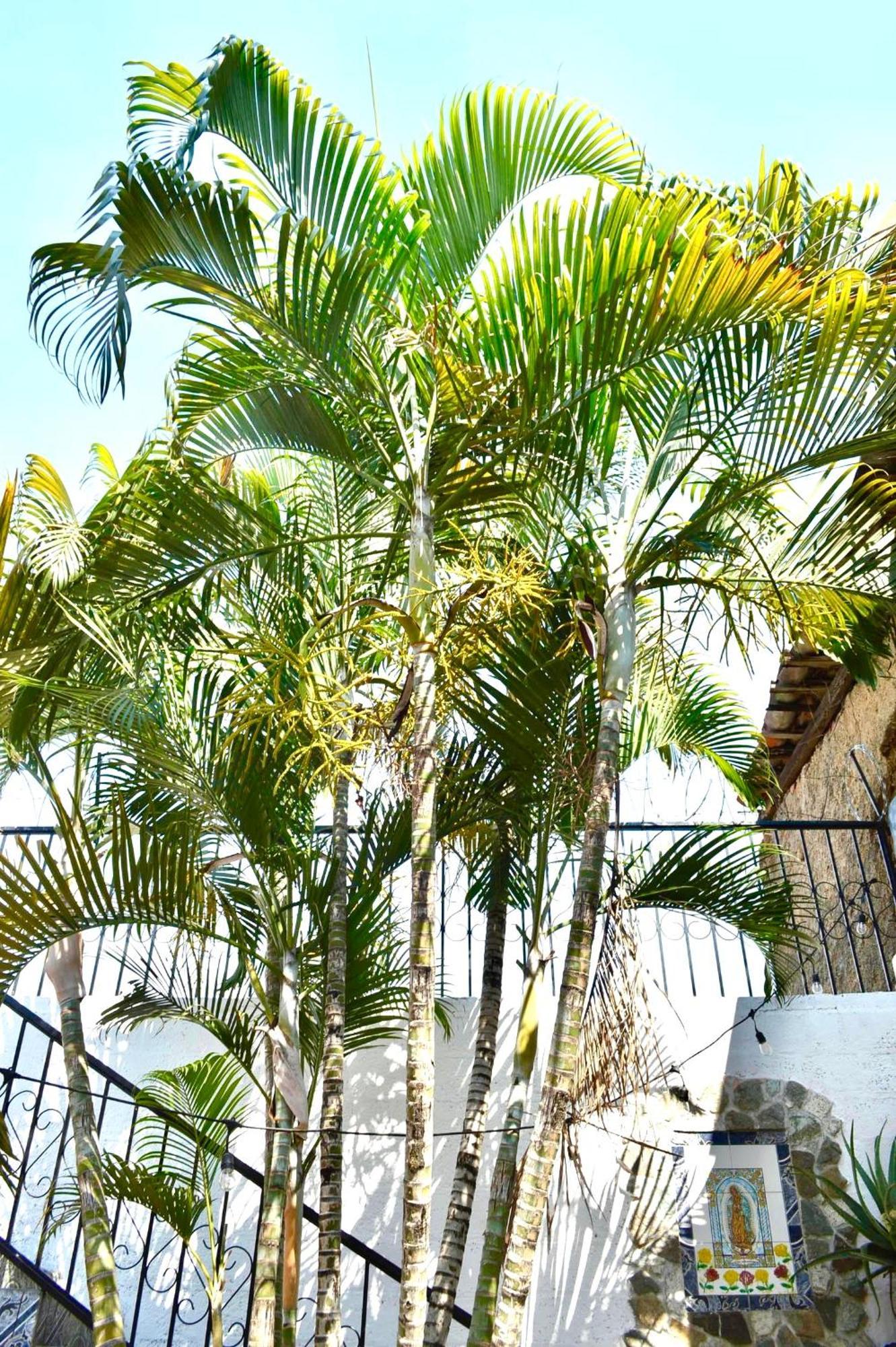 Casa Coco Hostel Santa Ana Buitenkant foto